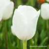 Royal Virgin Triumph Tulip -Garden Supplies Sales Store 39162 royal virgin triumph tulip 3