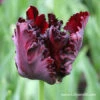 Black Parrot Tulip -Garden Supplies Sales Store 39163 black parrot