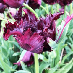 Parrot Tulip Collection -Garden Supplies Sales Store 39163 black parrot 2 1