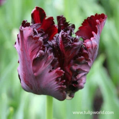 Black Parrot Tulip