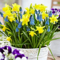 Spring Sampler Collection 20 Spring Sampler Collection -Garden Supplies Sales Store 39167 tete a tete daffodils and muscari mix