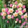 Pink Tulip & Daffodil Blend -Garden Supplies Sales Store 39168 tulips and daffodil blend