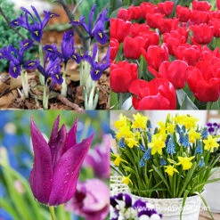 Spring Sampler Collection