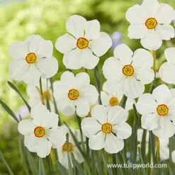 Red Eyes Blend -Garden Supplies Sales Store 39180 red eyes blend 2