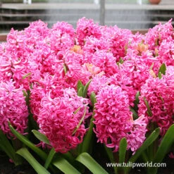 Red Eyes Blend -Garden Supplies Sales Store 39180 red eyes blend 3