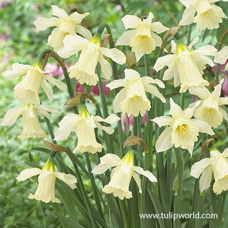 Pole Position Blend 4 Pole Position Blend - Image 2