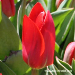 Perennial Tulip Collection -Garden Supplies Sales Store 4077