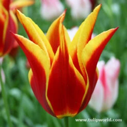 Gazebo Parts Direct Sales Store -Garden Supplies Sales Store 4090