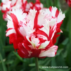 Chic Duo Tulip Collection -Garden Supplies Sales Store 4107 1