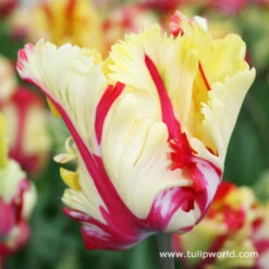 Tulip Cutting Garden Collection -Garden Supplies Sales Store 4108 1