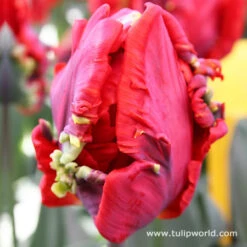 Rococo Parrot Tulip -Garden Supplies Sales Store 4110