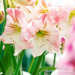 Apple Blossom Amaryllis -Large Flowering -Garden Supplies Sales Store 41100 apple blossom amaryllis 2