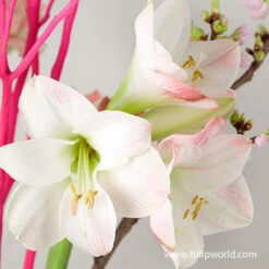 Apple Blossom Amaryllis -Large Flowering -Garden Supplies Sales Store 41100 apple blossom amaryllis