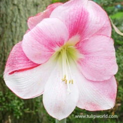 Apple Blossom Amaryllis -Large Flowering