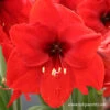 Red Lion Large Flowering Amaryllis 2 Red Lion Large Flowering Amaryllis -Garden Supplies Sales Store 41112 red lion amaryllis 2
