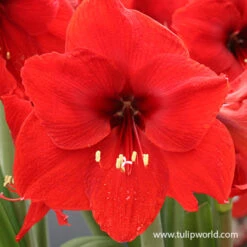 Red Lion Large Flowering Amaryllis