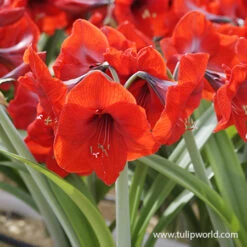 Red Lion Large Flowering Amaryllis 8 Red Lion Large Flowering Amaryllis -Garden Supplies Sales Store 41112 red lion amaryllis