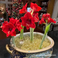 Red Lion Large Flowering Amaryllis 9 Red Lion Large Flowering Amaryllis -Garden Supplies Sales Store 41112 red lion amaryllis 3