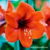 Orange Sovereign Amaryllis -Garden Supplies Sales Store 41120 orange souvereign amaryllis