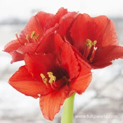 Orange Sovereign Amaryllis -Garden Supplies Sales Store 41120 orange souvereign amaryllis 3