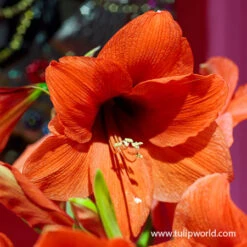 Orange Sovereign Amaryllis -Garden Supplies Sales Store 41120 orange souvereign amaryllis 4