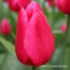 Algarve Single Early Tulip -Garden Supplies Sales Store 4122 1