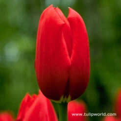 Perennial Tulip Collection -Garden Supplies Sales Store 4130