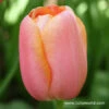 Menton Single Late Tulip -Garden Supplies Sales Store 4131 1