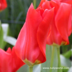 Long Blooming Tulip Collection -Garden Supplies Sales Store 4155 1