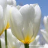 Purissima Tulip ( Fosteriana) -Garden Supplies Sales Store 4160 1