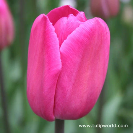 Barcelona Triumph Tulip 4 Barcelona Triumph Tulip - Image 2