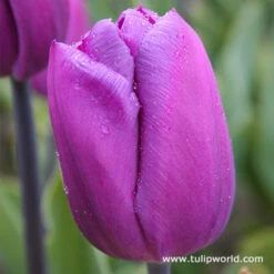 Early Spring Blooming Tulip Collection -Garden Supplies Sales Store 4195