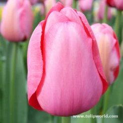 Delicate Touch Darwin Tulip Collection 18 Delicate Touch Darwin Tulip Collection -Garden Supplies Sales Store 4197
