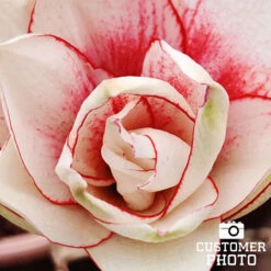 Elvas Amaryllis -Garden Supplies Sales Store 42127 elvas amaryllis