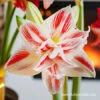 Elvas Amaryllis -Garden Supplies Sales Store 42127 elvas amaryllis 3