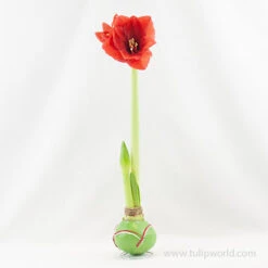 Green Picasso Base Waxed Amaryllis -Garden Supplies Sales Store 42130 picasso wax base dipped in house with amaryllis 2