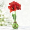 Green Picasso Base Waxed Amaryllis -Garden Supplies Sales Store 42130 picasso wax base dipped in house with amaryllis 6