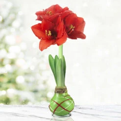 Green Picasso Base Waxed Amaryllis
