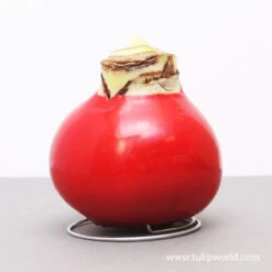 American Spirit Trio Waxed Amaryllis Collection -Garden Supplies Sales Store 42131 red wax base dipped in house