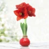 Believe Waxed Amaryllis -Garden Supplies Sales Store 42131 red wax base dipped in house 6 2