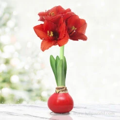 Holiday Waxed Amaryllis Collection (3-Pack) -Garden Supplies Sales Store 42131 red wax base dipped in house 6 4