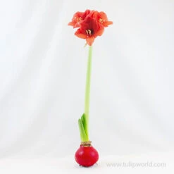 American Spirit Trio Waxed Amaryllis Collection -Garden Supplies Sales Store 42131 red wax base dipped in house box 2
