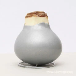 Believe In Joy Waxed Amaryllis Collection -Garden Supplies Sales Store 42132 silver wax amaryllis 1