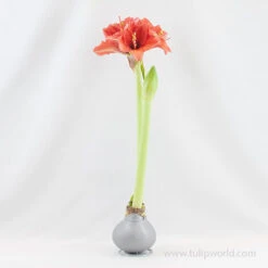 Merry Waxed Amaryllis -Garden Supplies Sales Store 42132 silver wax amaryllis 2 2