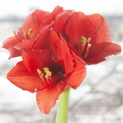 Warm Wishes Waxed Amaryllis Kit -Garden Supplies Sales Store 42132 silver wax amaryllis 4