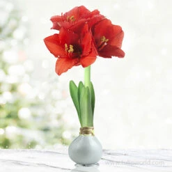 Believe In Joy Waxed Amaryllis Collection -Garden Supplies Sales Store 42132 silver wax amaryllis 6 1
