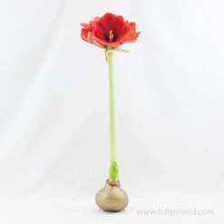 Warm Wishes Waxed Amaryllis Kit -Garden Supplies Sales Store 42133 gold wax amaryllis 2