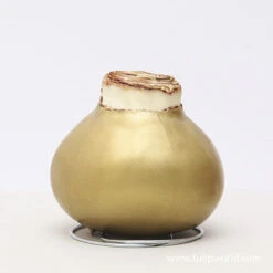 Warm Wishes Waxed Amaryllis Kit -Garden Supplies Sales Store 42133 gold wax amaryllis