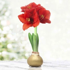 Warm Wishes Waxed Amaryllis Kit -Garden Supplies Sales Store 42133 gold wax amaryllis 6