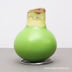 Warm Wishes Waxed Amaryllis Kit -Garden Supplies Sales Store 42134 green wax amaryllis